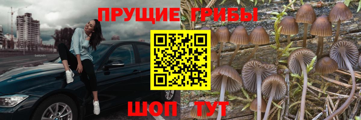 Псилоцибиновые грибы Psilocybine cubensis  как найти закладки  Муравленко  Вход с VPN 